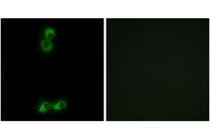 Immunofluorescence analysis of MCF7 cells, using OR10J5 Antibody.