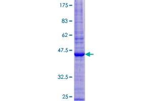 PRAF2 Protein (AA 1-178) (GST tag)