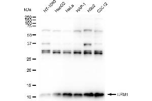 Western blotting analysis using UFM1 antibody (ABIN7800756). (Recombinant UFM1 antibody)