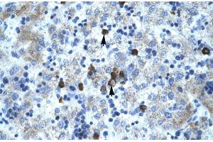 Human Liver; PCYOX1 antibody - C-terminal region in Human Liver cells using Immunohistochemistry (PCYOX1 antibody  (C-Term))