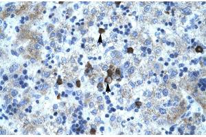 Human Liver; PCYOX1 antibody - C-terminal region in Human Liver cells using Immunohistochemistry