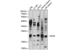 Western blot analysis of extracts of various cell lines, using ISG20 antibody (ABIN7267961) at 1:1000 dilution. (ISG20 antibody  (AA 1-70))