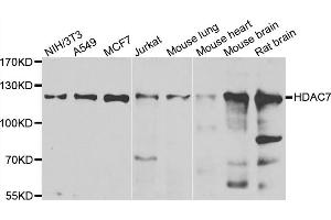 Western blot analysis of extracts of various cell lines, using HDAC7 antibody (ABIN5974387) at 1/1000 dilution. (HDAC7 antibody)