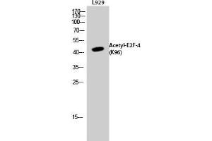 Western Blot (WB) analysis of L929 cells using Acetyl-E2F-4 (K96) Polyclonal Antibody. (E2F4 antibody  (acLys96))