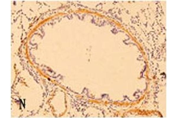 Defensin beta 3 antibody  (AA 6-22)