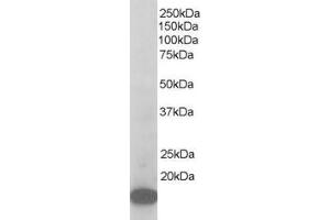 ABIN185223 staining (1µg/ml) of Mouse Brain lysate (RIPA buffer, 35µg total protein per lane).