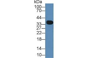 Detection of ANXA3 in Mouse Lung lysate using Polyclonal Antibody to Annexin A3 (ANXA3) (Annexin A3 antibody  (AA 26-160))
