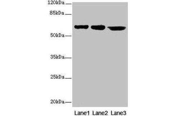 CATSPER2 antibody  (AA 5-112)