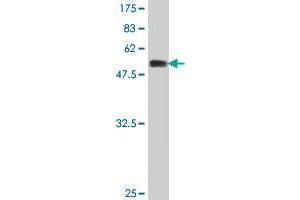 Western Blot detection against Immunogen (58. (AKTIP antibody  (AA 1-292))