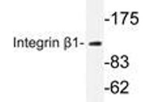Western blot analysis of Integrin β1 antibody in extracts from HeLa cells. (ITGB1 antibody)