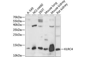 Western blot analysis of extracts of various cell lines, using KLRC4 antibody (ABIN7268115) at 1:1000 dilution. (KLRC4 antibody  (AA 1-55))
