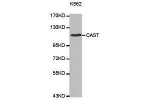Western Blotting (WB) image for anti-Calpastatin (CAST) antibody (ABIN2650901) (Calpastatin antibody)