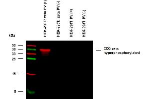 Anti-Hu CD3 zeta (pY153) Purified (clone EM-17) specificity verification by WB. (CD247 antibody  (Tyr153))