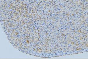 ABIN6277363 at 1/100 staining Mouse liver tissue by IHC-P. (ENPP7 antibody  (Internal Region))