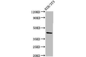 Western Blot Positive WB detected in: NIH/3T3 whole cell lysate All lanes: RBMS1 antibody at 3. (RBMS1 antibody  (AA 206-277))