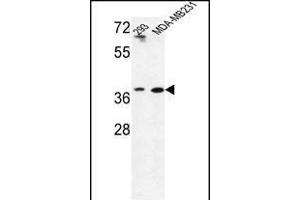 Western blot analysis of T2B Antibody (N-term) (ABIN653487 and ABIN2842906) in293,MDA-M cell line lysates (35 μg/lane). (MAT2B antibody  (N-Term))