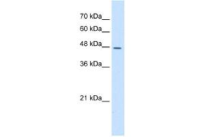 WB Suggested Anti-DDOST Antibody Titration:  5. (DDOST antibody  (N-Term))