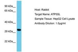 Image no. 1 for anti-ATP5S-Like (ATP5SL) (AA 38-87) antibody (ABIN6750621) (ATP5SL antibody  (AA 38-87))