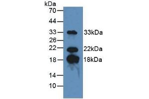 Detection of MBP in Mouse Brain Tissue using Polyclonal Antibody to Myelin Basic Protein (MBP) (MBP antibody  (AA 135-190))