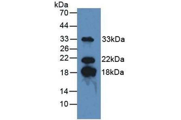 MBP antibody  (AA 135-190)
