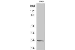 Western Blotting (WB) image for anti-Tumor Necrosis Factor (Ligand) Superfamily, Member 9 (TNFSF9) (Internal Region) antibody (ABIN6280140) (TNFSF9 antibody  (Internal Region))