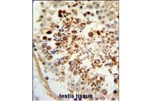 Formalin-fixed and paraffin-embedded human testis tissue reacted with COX6A1 Antibody (Center), which was peroxidase-conjugated to the secondary antibody, followed by DAB staining. (COX6A1 antibody  (AA 50-78))