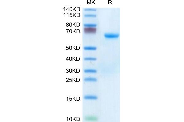 CHODL Protein (AA 22-216) (Fc Tag)