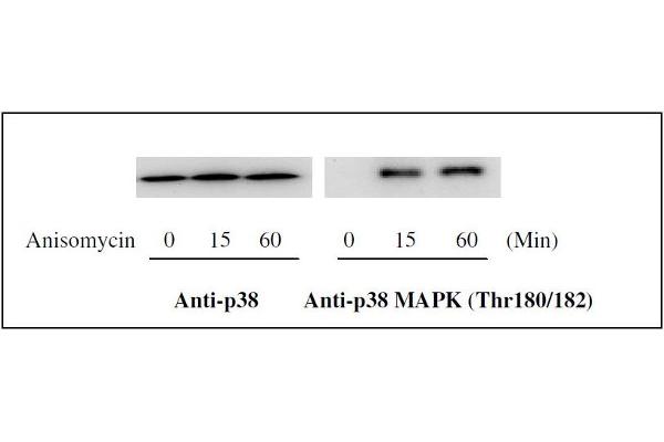 MAPK14 ELISA Kit