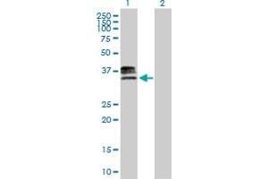 Western Blot analysis of HS3ST1 expression in transfected 293T cell line by HS3ST1 MaxPab polyclonal antibody. (HS3ST1 antibody  (AA 1-307))