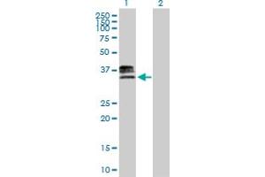 HS3ST1 anticorps  (AA 1-307)