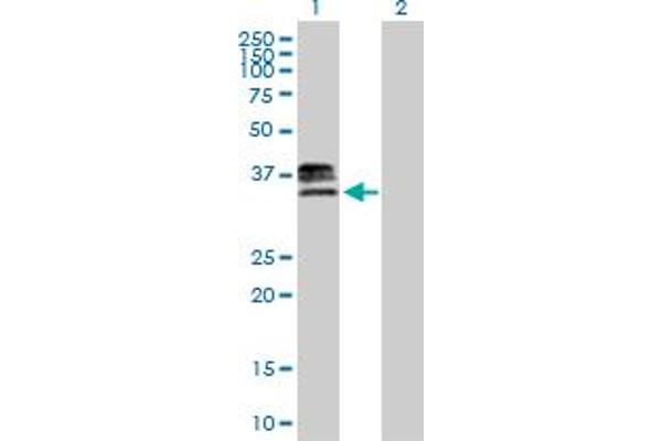 HS3ST1 抗体  (AA 1-307)
