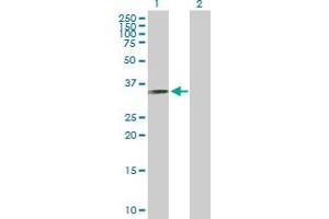 Western Blot analysis of RYBP expression in transfected 293T cell line by RYBP MaxPab polyclonal antibody. (RYBP antibody  (AA 1-228))