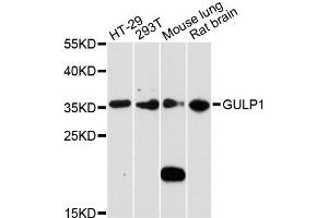 Western blot analysis of extracts of various cell lines, using GULP1 antibody.