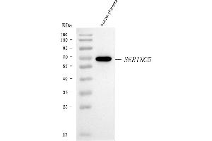 Western blot analysis of SERINC5 using anti-SERINC5 antibody (ABIN7602218).