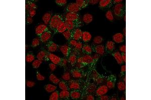 Confocal Immunofluorescence of HepG2 cells stained with Prohibitin Mouse Monoclonal Antibody (PHB/3194) labeled with CF488 (Green); Reddot is used to label the nuclei. (Prohibitin antibody  (AA 167-261))