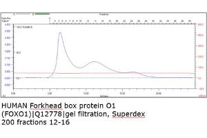 Size-exclusion chromatography-High Pressure Liquid Chromatography (SEC-HPLC) image for Forkhead Box O1 (FOXO1) (AA 1-655) protein (Strep Tag) (ABIN3092659) (FOXO1 Protein (AA 1-655) (Strep Tag))