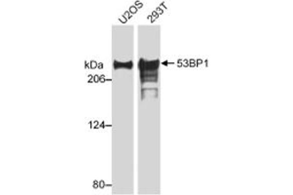 TP53BP1 anticorps