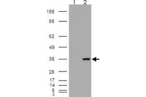 293 overexpressing MGLL and probed with MGLL polyclonal antibody  (mock transfection in first lane), tested by Origene.