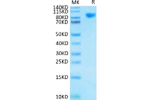 Human Siglec-9 on Tris-Bis PAGE under reduced condition. (SIGLEC9 Protein (AA 18-348) (Fc Tag))