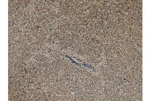 Immunohistochemistry (IHC) image for anti-Proprotein Convertase Subtilisin/kexin Type 9 (PCSK9) (C-Term) antibody (ABIN185371)