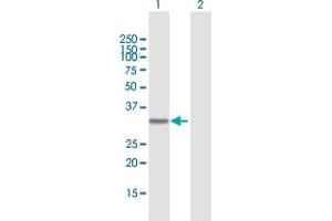 Western Blot analysis of AZU1 expression in transfected 293T cell line by AZU1 MaxPab polyclonal antibody. (Azurocidin antibody  (AA 1-251))
