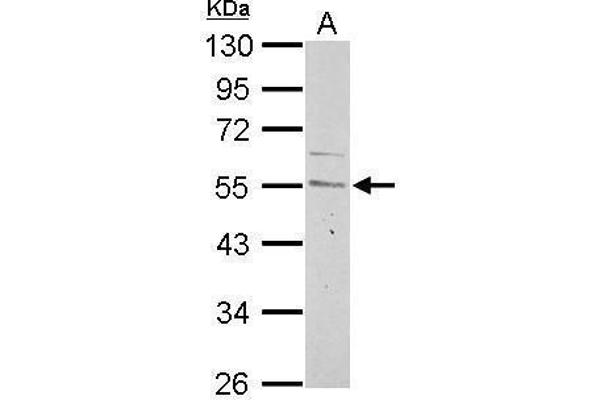 Cyclin A antibody