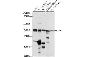 Western blot analysis of extracts of various cell lines, using GNL1 antibody (ABIN7267543) at 1:1000 dilution. (GNL1 antibody  (AA 1-180))
