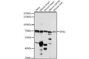 Western blot analysis of extracts of various cell lines, using GNL1 antibody (ABIN7267543) at 1:1000 dilution. (GNL1 antibody  (AA 1-180))