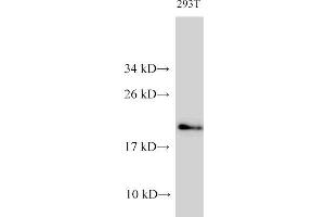 Western Blot analysis of 293T cells using CDK4 Polyclonal Antibody at dilution of 1:1000