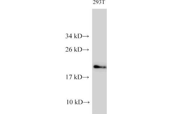 CDK4 antibody