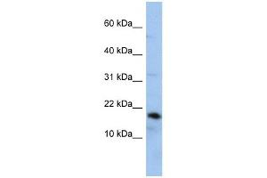 Lipocalin 1 antibody used at 1 ug/ml to detect target protein. (Lipocalin 1 antibody)