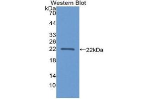 Western Blotting (WB) image for anti-Apolipoprotein A-I Binding Protein (APOA1BP) (AA 118-282) antibody (ABIN1866718) (APOA1BP antibody  (AA 118-282))