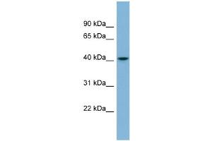 WB Suggested Anti-SERPINI1 Antibody Titration: 0. (Neuroserpin antibody  (Middle Region))