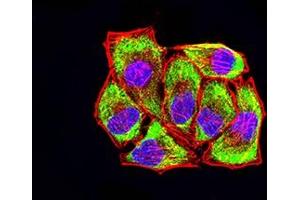 Immunofluorescence analysis of Hela cells using LRP3 mouse mAb (green). (LRP3 antibody  (AA 43-184))